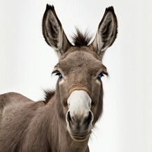 Head And Shoulders Close Up Portrait Of A Friendly Donkey Isolated On A White Background