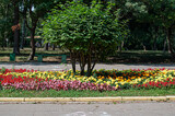 Fototapeta Tulipany - Flower bed. Garden design. Flowering shrubs and green plants for landscape design. Decorative hedge.
