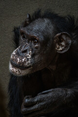 Wall Mural - Cape Guinean chimpanzee bred in captivity.