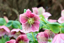 Closeup Of A Pink Speckled Lenten Rose Bloom, Derbyshire England
