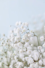 Wall Mural - Gypsophila dry little white flowers with macro.