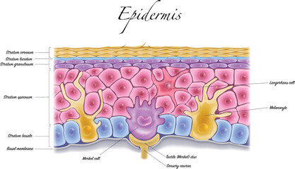 Wall Mural - Epidermis anatomy closeup colorful illustration on a white background