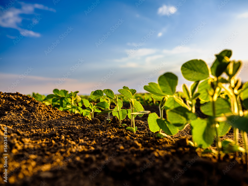 Green soybean plant closeup on a farm during the growing season ...