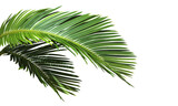 Cut out Palm leaves foliage transparent backgrounds 3d rendering