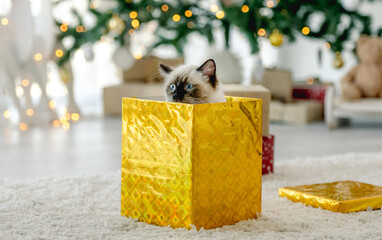 Wall Mural - Ragdoll cat in Christmas time