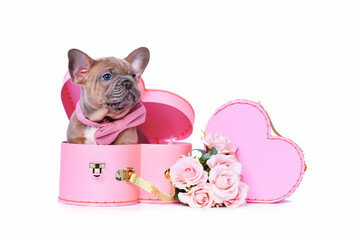 Wall Mural - Red fawn French Bulldog dog puppy in Valentine's Day trunk box in shape of pink heart on white background