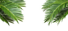 Palm Leaf Trees Cut Out Backgrounds 3d Illustration Png File