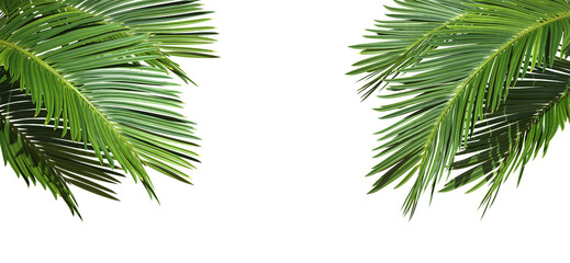 Fototapete - Palm leaf trees cut out backgrounds 3d illustration png file