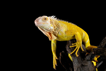 Yellow iguana albino on wood.