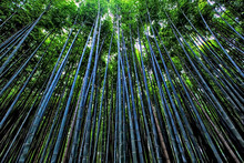 Standing Amid These Soaring Stalks Of Bamboo Is Like Being In Another World, Arashiyama, Kyoto, Japan