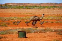 Emu Family In The Outback