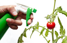 Men's Hands Hold Spray Bottle And Watering The Tomato Plant, Isolated On White Background. Man Gardening In Home Greenhouse
