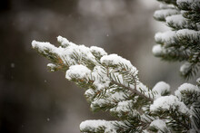 Snow Falls On A Pine Tree In Truchas, New Mexico.