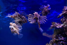 Red Lionfish, Underwater Marine Life. Dive