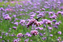 The Verbena Flower And Black Bee, Verbena Is A Beautiful Perennial Plant That Blooms In Pots And Summer Planters, Field Of Flowers