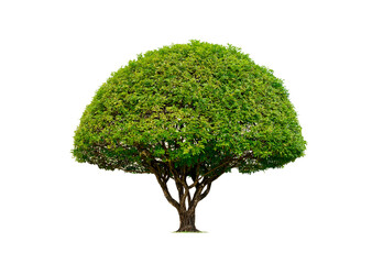 Decorative canopy Topiary tree on transparent background, png file
