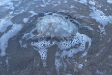 Dead Jellyfish In The Sandy Beach, Evening.