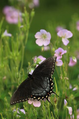 Canvas Print - Eastern tiger swallowtail )papilio glaucus) dark form female on wild geranium flower (Geranium maculatum)