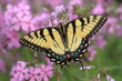 Eastern tiger swallowtail (papilio glaucus) butterfly on prairie phlox (Phlox pilosa)