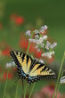 Eastern tiger swallowtail butterfly (papilio glaucus) on nodding onion (Allium cernuum)