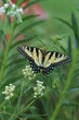 Eastern tigerswallowtail butterfly (papilio glaucus) female on whorled milkweed (Asclepias verticillata)
