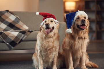 In Santa hats. Two golden retrievers is together at domestic room indoors