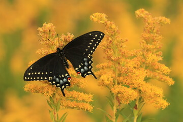 Poster - Eastern black swallowtail butterfly (papilio polyxenes) female on goldenrod