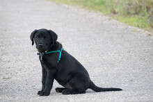 Portrait Of A Black Labrador Puppy Sitting In The Middle Of The Road