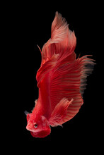 Close-Up Of A Red Betta Fish Against A Black Background