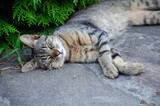 Fototapeta Koty - Gray cat sleeps on the street in the summer. Green background.