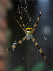 the beauty of spiders in nature