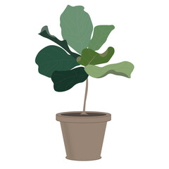 vector of fiddle fig or ficus lyrata for houseplant in pot on png white transparent background. 02
