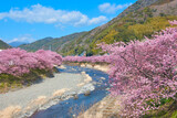 Fototapeta Do pokoju - Kawazu Cherry Blossoms in full Bloom