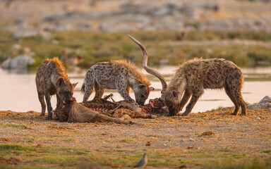 Wall Mural - spotted hyenas (crocuta crocuta) feeding on the carcass of a greater kudu (tragelaphus strepsiceros)