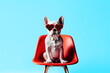 © ADDICTIVE STOCK - French Bulldog dog wearing sunglasses. Generative AI
