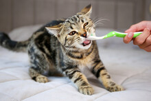 A Woman Brushes A Cat's Teeth With A Toothbrush.