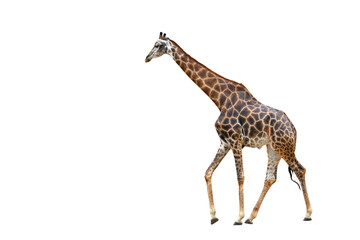 Fototapete - Giraffe walking isolated on transparent background png file	