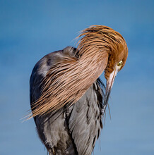 Close-up Of A Reddish Egret Creating Its Feathers In December