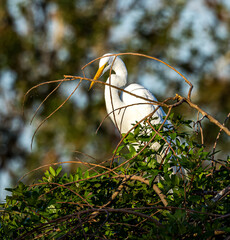 Wall Mural - Beautiful great egret building a nest in Venice