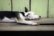Dog Sleeping On The Porch On A Wooden House In A Village Near La Tola, Ecuador
