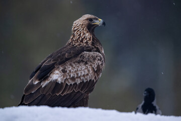 Wall Mural - Golden eagle in bog scenery in winter