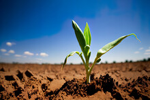 Maize Seedling In The Agricultural Garden With Blue Sky. Generative AI