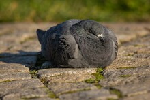 Close Up Image Of A Grey Domestic Pigeon Lying Down On A Cobble Stone Paving Sleeping. Green Grass In The Background. Sunny Day In A City Park.