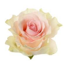 Pink Rose Isolated On White Background Closeup. Rose Flower Head In Air, Without Shadow. Top View, Flat Lay.