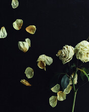 A Small Bunch Of Decaying White Roses On A Black Background