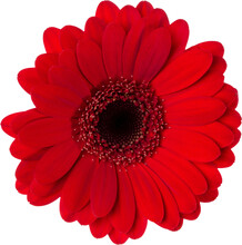 Red Gerbera Flower Head Isolated On White Background Closeup. Gerbera In Air, Without Shadow. Top View, Flat Lay.