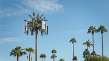 Cell Tower Disguised As A Palm Tree Amongst Real Palm Trees, Indian Wells, California, USA
