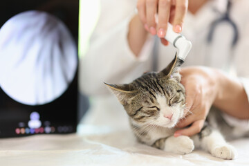 Veterinarian diagnoses and treats cat in veterinary clinic.