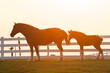 Shire draft horse mare and foal silhouette on a rise