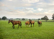 Early morning group of  Thoroughbred yearlings play in open paddock